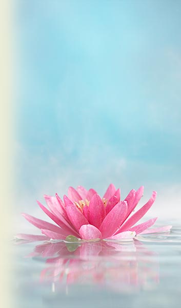 meditational lotus floating on water